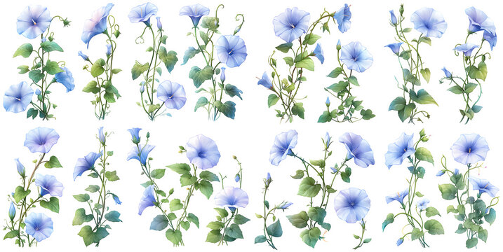 morning glory flower watercolor illustration clipart. Generative AI