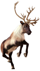 3D Rendering Male Reindeer on White