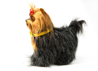 A children's toy dog of the Yorkshire Terrier breed on a white background.