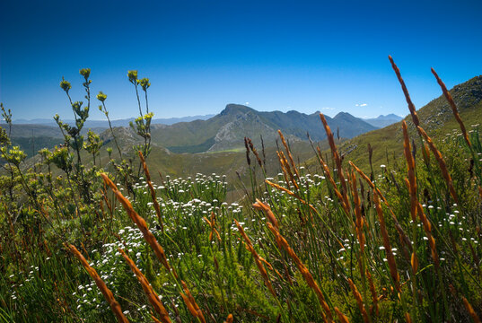 landscape of the Outeniqua mountains in the cape floral, fynbos biome in South Africa