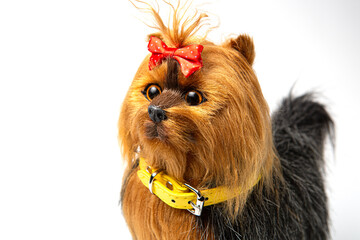 A children's toy dog of the Yorkshire Terrier breed on a white background.