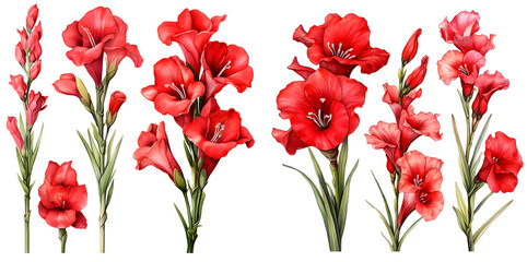  Gladiolus flower watercolor illustration clipart. Generative AI - obrazy, fototapety, plakaty