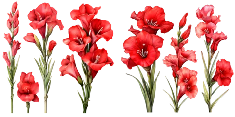 Fotobehang  Gladiolus flower watercolor illustration clipart. Generative AI © Dian