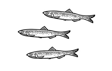 Whole fresh fish anchovy. Vector black engraving vintage