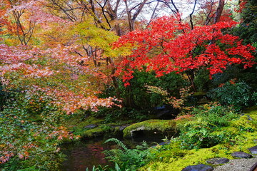 Red and Yellow Autumn Leaves at Komyo-ji Temple, Rurikoin in Kyoto, Japan - 日本 京都 光明寺 京都本院 瑠璃光院 秋の紅葉