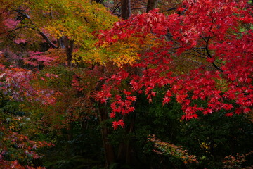 Red and Yellow Autumn Leaves at Komyo-ji Temple, Rurikoin in Kyoto, Japan 光明寺 京都本院 瑠璃光院 秋の紅葉