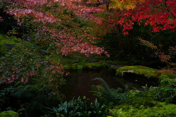 Red and Yellow Autumn Leaves at Komyo-ji Temple, Rurikoin in Kyoto, Japan 光明寺 京都本院 瑠璃光院 秋の紅葉