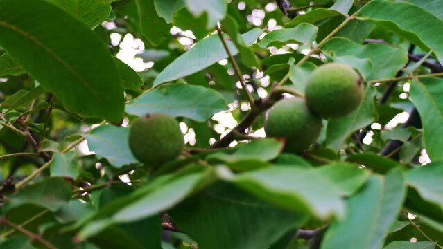 Young walnuts in a green shell grow on a tree branch with leaves