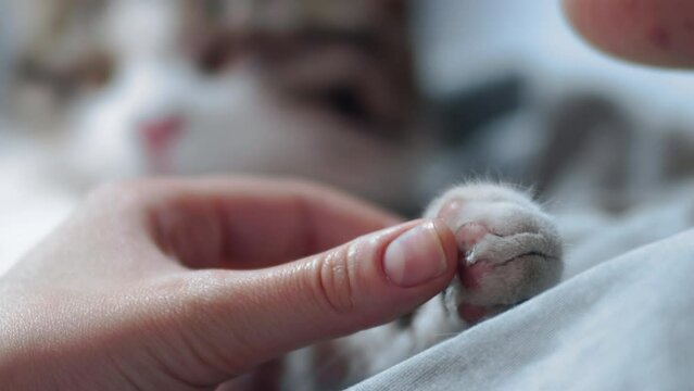 Owner take care of sick cat gently touching her paw while lying on her chest