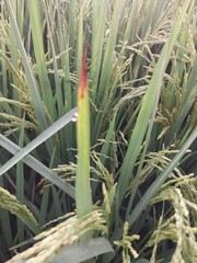 Obraz premium several tall, thin stalks of rice grow in the middle of the field