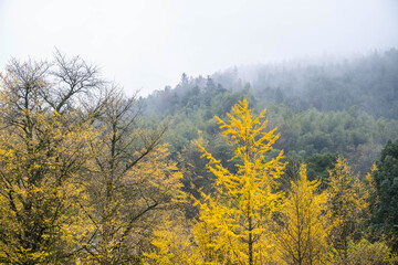 Fototapeta premium Ancient ginkgo tree in the rain