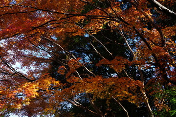 Red and Yellow Autumn Leaves in Kyoto, Japan - 日本 京都 秋の紅葉