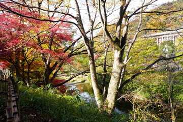 Red and Yellow Autumn Leaves at Komyo-ji Temple, Rurikoin in Kyoto, Japan 光明寺 京都本院 瑠璃光院 秋の紅葉