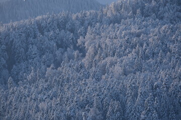 snowy forest, winter, snow, trees, cold, christmas, switzerland