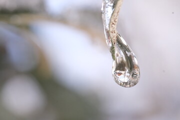 frozen drop of water on a leaf, winter, cold,
