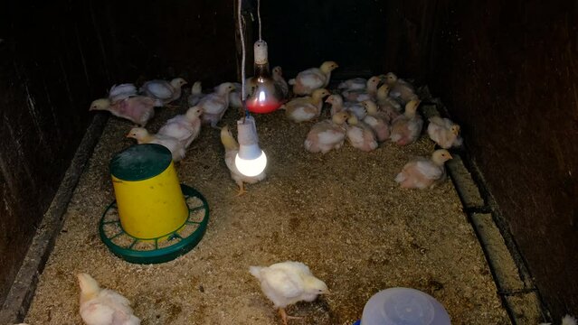 broiler chickens in the chicken coop. Selective focus. animal.