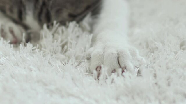 Sleepy aegean cat sucking home carpet pretending drinking milf off mother