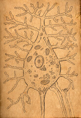 Hand drawn illustration on aged paper depicting motor neuron structure, evoking the vintage charm of medieval medical drawings.