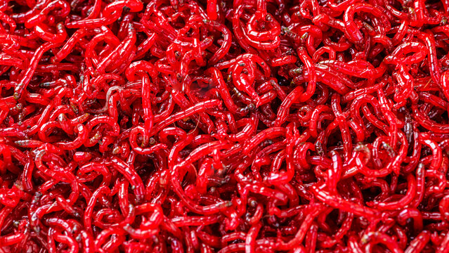 bloodworm  close-up. Macro shooting. nozzle for fishing.