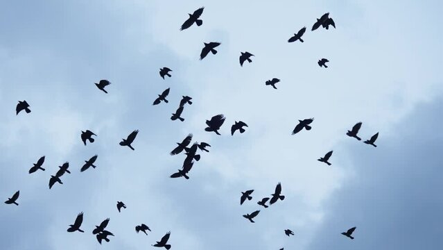 Flock of birds migrate across a sky, slow motion
