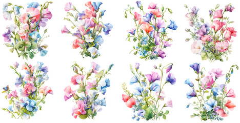 sweet pea flower watercolor illustration clipart. Generative AI - obrazy, fototapety, plakaty