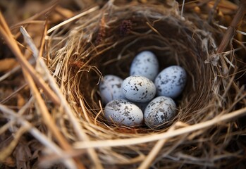 Purple eggs in a birds nest. Closeup shot of purple eggs. 