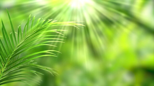 green palm leaf motion isolated on blurred soft bokeh light animation background in sunhine, abstract tropical vegetation backdrop concept with copy space for product presentation