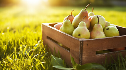 Green pears lie in wooden boxes. The collected pears lie in boxes in the garden. - obrazy, fototapety, plakaty