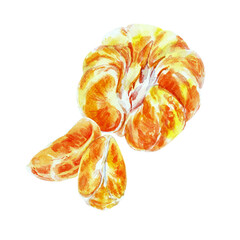 Paint of orange fruit with leaves. Watercolor hand-drawn elements. Isolated on white background. Delicious fruit clip-art illustration. Used on labels, napkins, towels, tableware, package