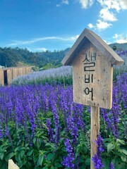 Landscape image of lavender flowers Stunning landscape with lavender fields in the mountains of northern Thailand.