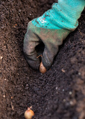 seasonal onion sets planting in the vegetable garden