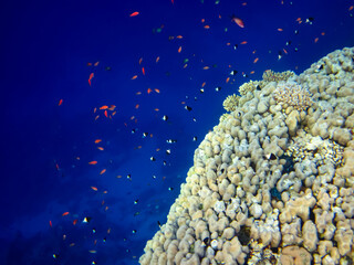 Bright and colorful inhabitants of the coral reef of the Red Sea
