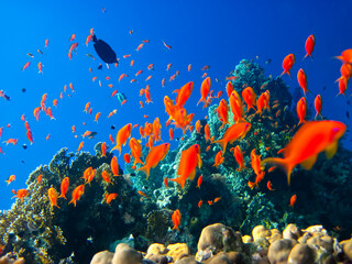 Bright and colorful inhabitants of the coral reef of the Red Sea