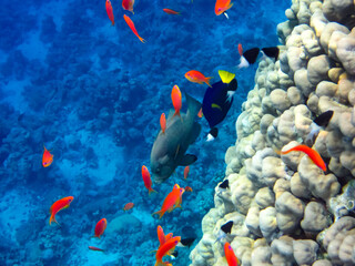 Bright and colorful inhabitants of the coral reef of the Red Sea