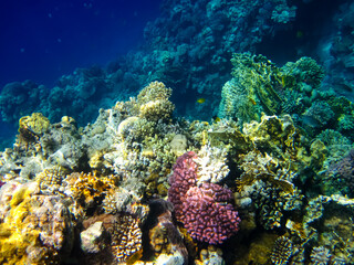 Fototapeta na wymiar Bright and colorful inhabitants of the coral reef of the Red Sea