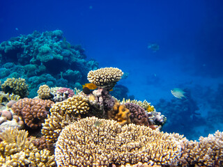 Bright and colorful inhabitants of the coral reef of the Red Sea