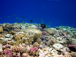 Bright and colorful inhabitants of the coral reef of the Red Sea