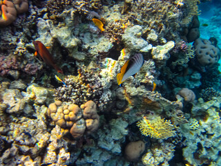 Bright and colorful inhabitants of the coral reef of the Red Sea