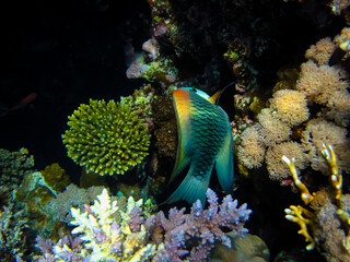 Bright and colorful inhabitants of the coral reef of the Red Sea
