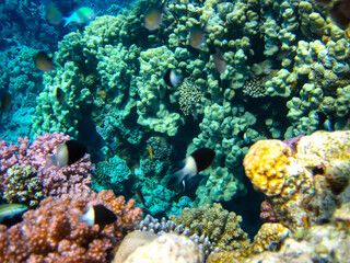 Naklejka na ściany i meble Bright and colorful inhabitants of the coral reef of the Red Sea