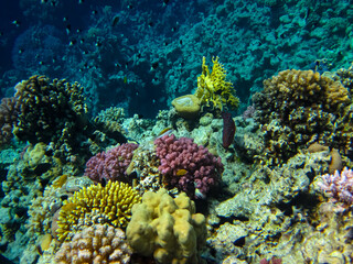 Bright and colorful inhabitants of the coral reef of the Red Sea