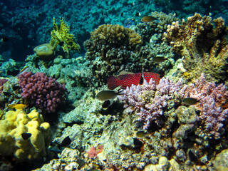 Bright and colorful inhabitants of the coral reef of the Red Sea