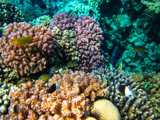 Bright and colorful inhabitants of the coral reef of the Red Sea