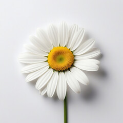 flower, daisy, nature, white, isolated, plant, spring, camomile