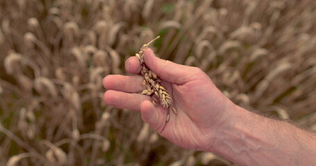 A farmer's hand touches an ear of corn. Close-up of a hand with ears of wheat. The concept of agriculture. Agricultural business. Ripe grain in the field, grain harvest