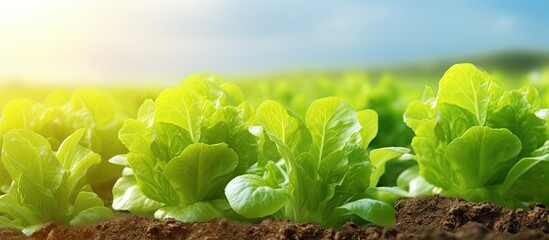 lettuce green fresh plant harvest salad on a bed or field. Website header. Creative Banner. Copyspace image - obrazy, fototapety, plakaty