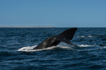 Fototapeta premium Sohutern right whale tail lobtailing, endangered species, Patagonia,Argentina