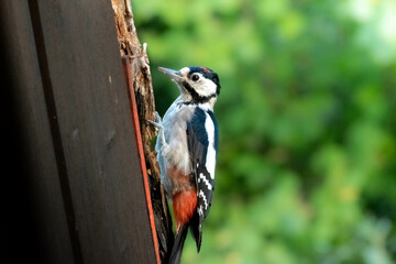 Great spotted woodpecker in the german alps