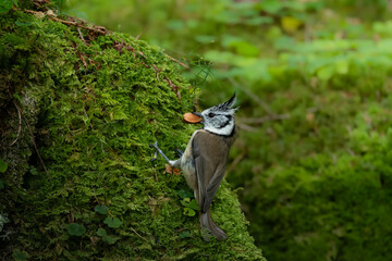 Crested tit in the german alps