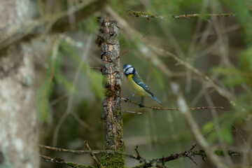 Blue tit in the german alps